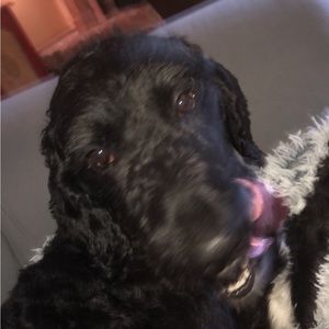 Meet your Posher, Emma